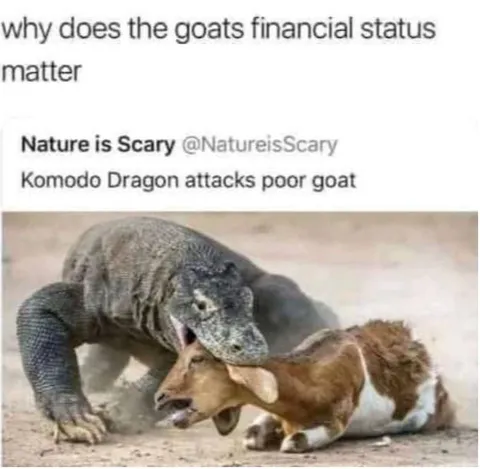 Komodo Dragon Attacks Poor Goat