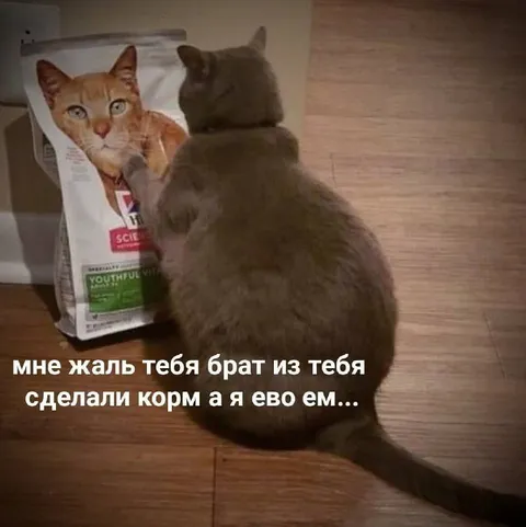 Кот ест корм из тебя