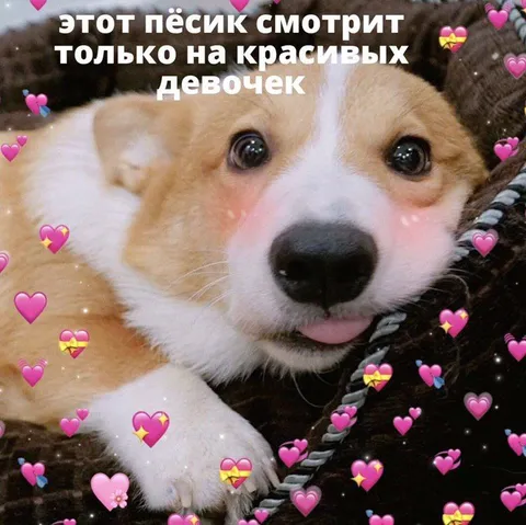 Пёсик смотрит на красивых девочек
