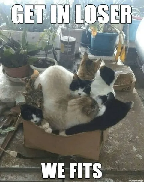 Get In Loser, We Fits