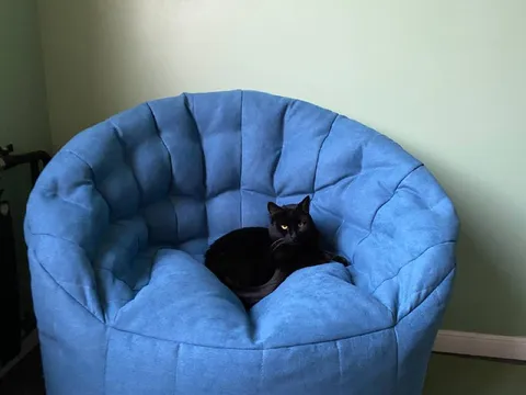 Кот на троне