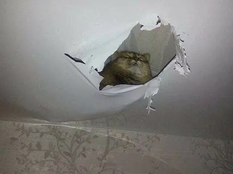 Кот пробил потолок