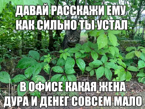 Кот слушает жалобы из кустов