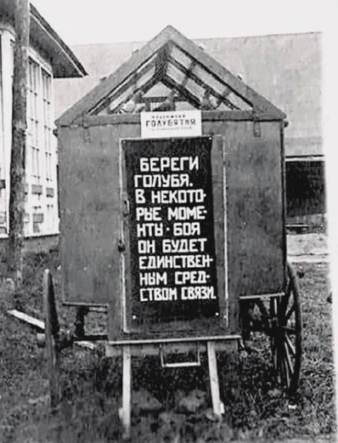 Береги голубя для связи