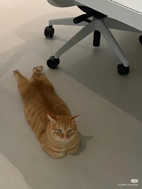 Кот под офисным креслом