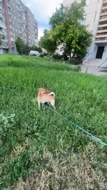 Собака включает тактику сюююю