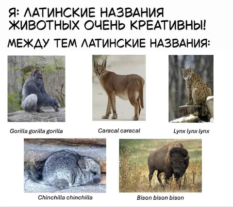 Латинские названия животных