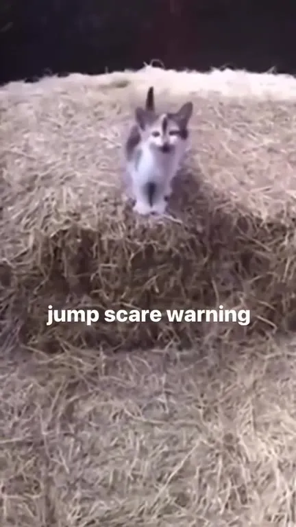 Kitten Jump Scare Warning