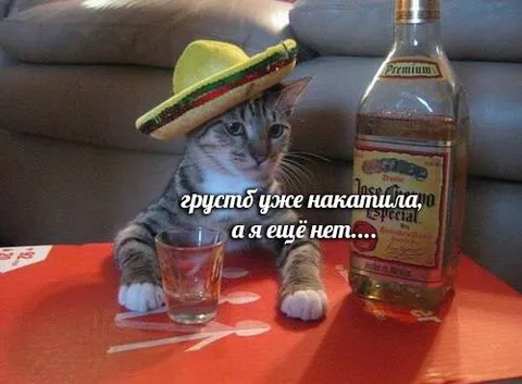 Кот ещё не накати́л