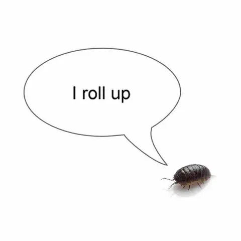 I Roll Up Pill Bug