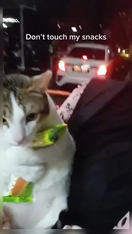 Don’t Touch My Snacks Cat