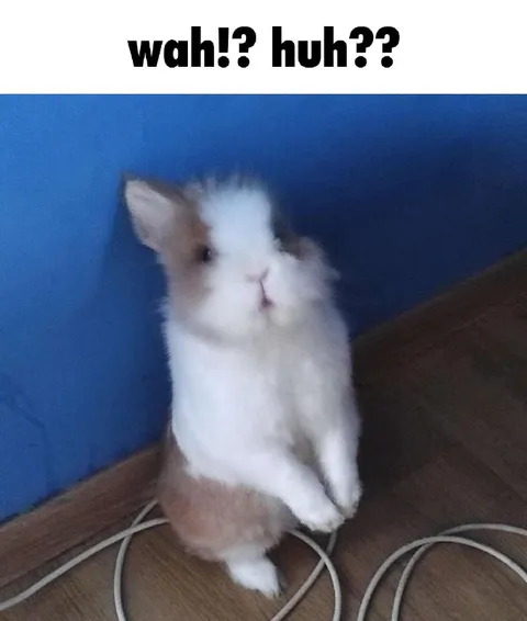 Confused Standing Rabbit