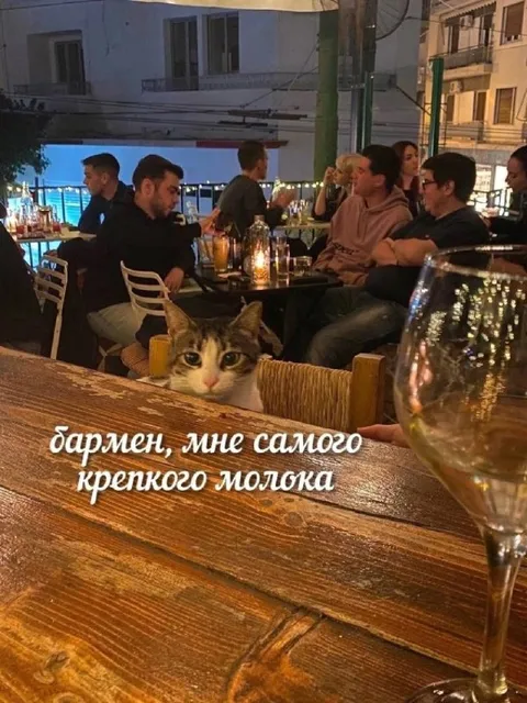 Кот просит крепкого мозга