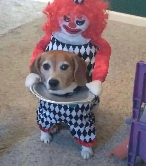 Собака в костюме клоуна