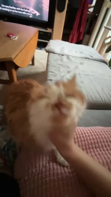 Petting the Cat Makes More Cat