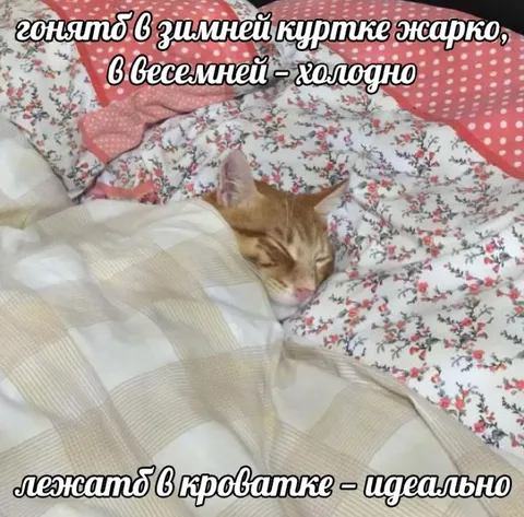 Кот лежит в кроватке