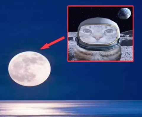 Кот-космонавт смотрит на Луну
