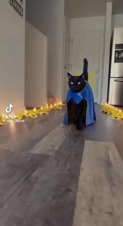 Доброго вечора, котик
