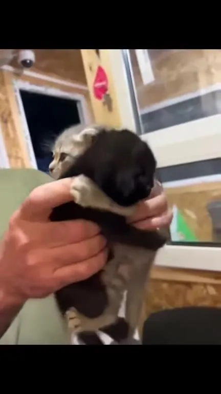Котята выясняют отношения