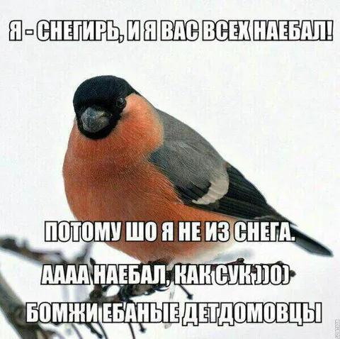 Снегирь всех наебал