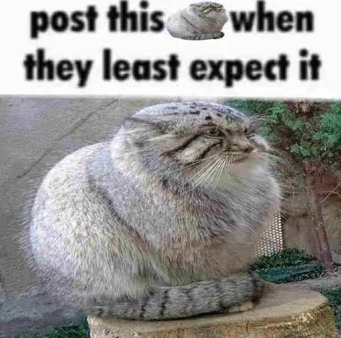 Post This When They Least Expect It