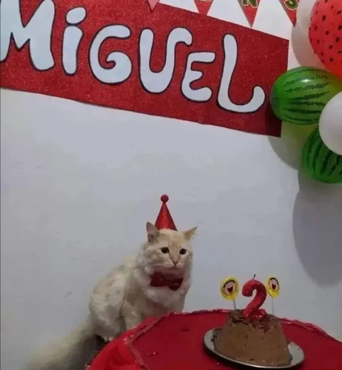 Gato celebra su cumpleaños
