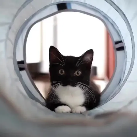 Кот выглядывает из трубы