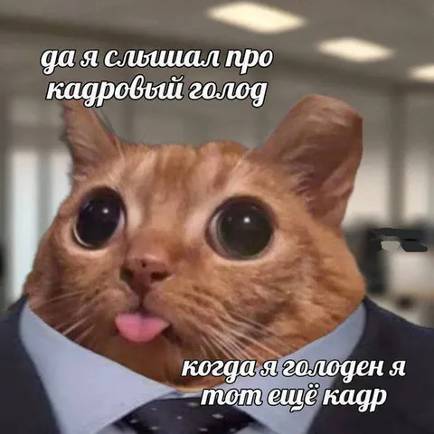Кот ест кадры
