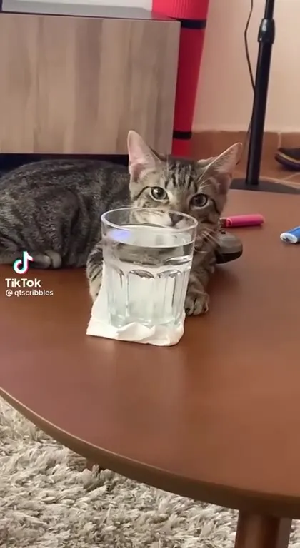 Кот опрокинул стакан