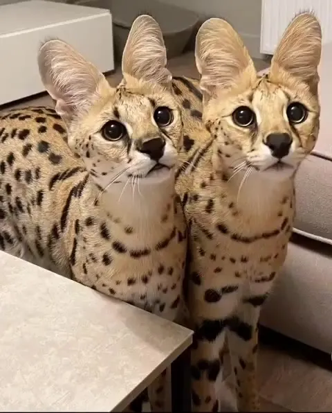 Два очень серьёзных кота