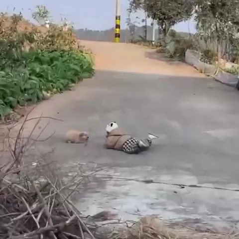 Щенок и панда на дороге