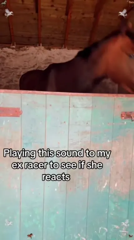 Retired Racehorses Hear the Race Sound