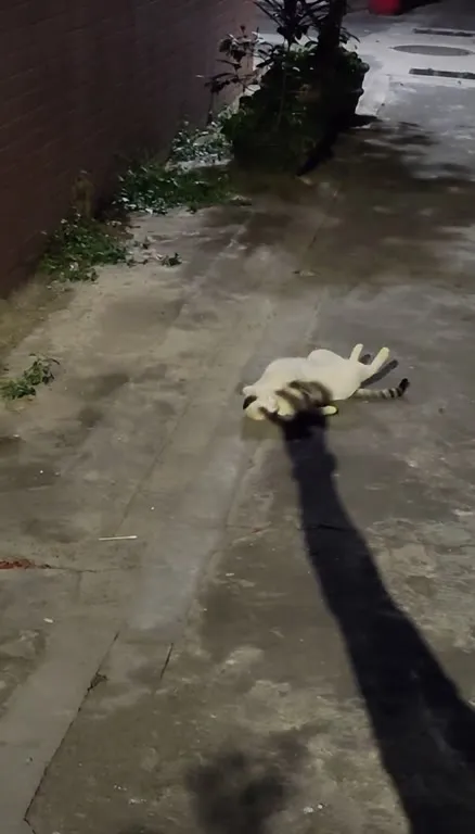 Кот сражается с тенью
