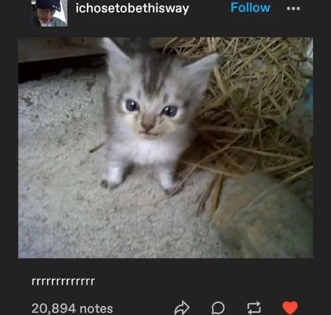Tiny Kitten Screaming R