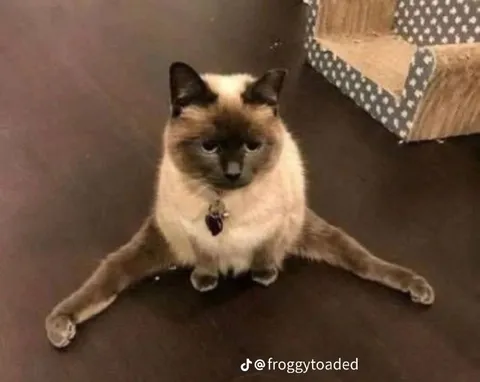 Кот сел на шпагат