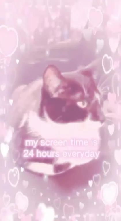 Cat Short-Form Content Maxxing