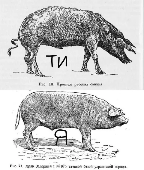 Ты и я — две свиньи