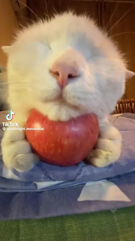 Кот с яблоком устал