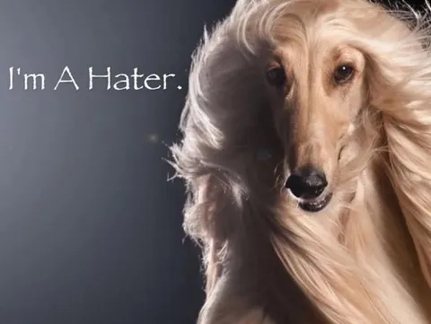 I'm A Hater Dog