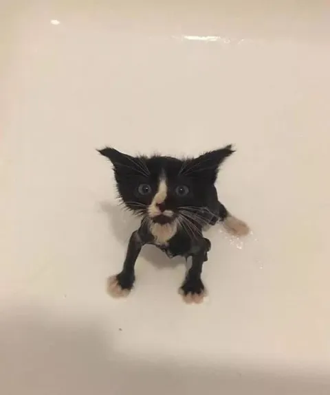 Мокрый котёнок в ванной