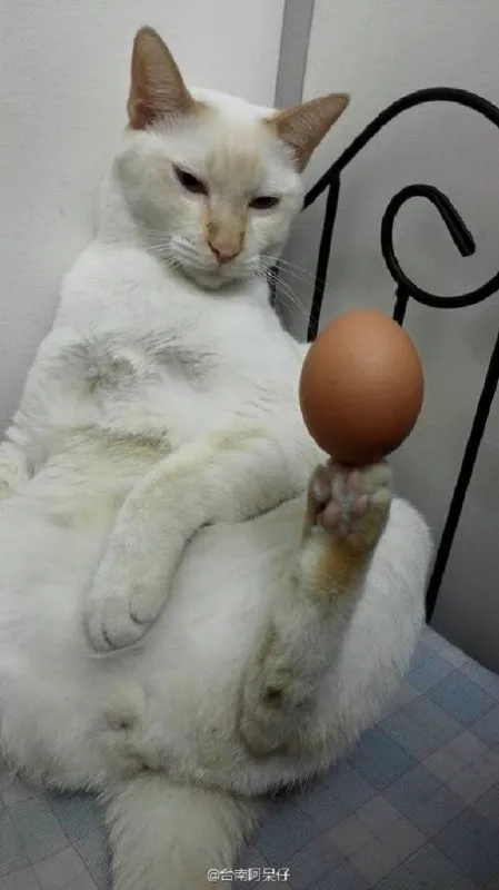 Кот держит яйцо