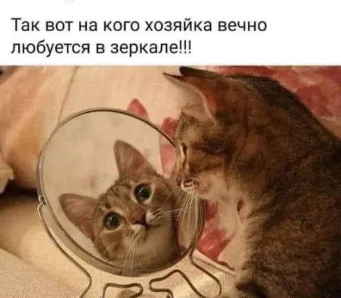 Кот влюблён в себя