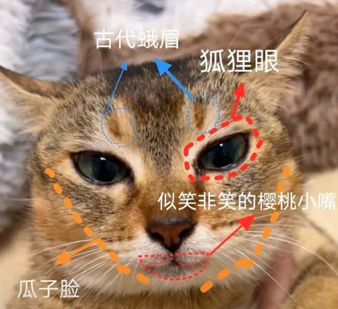 猫咪古典美人脸型解析