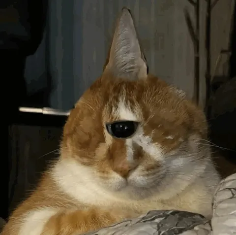 Кот в конусе с повязкой