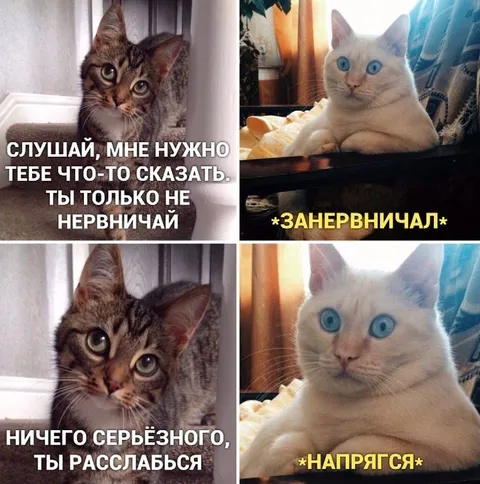 Кот нервничает и напрягается