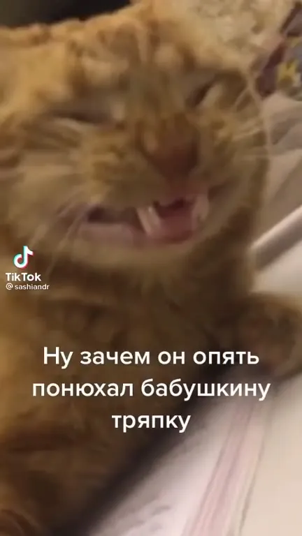 Кот снова нюхает тряпку