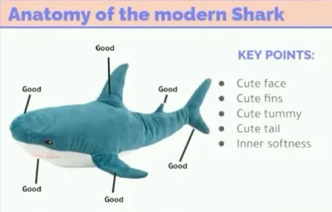 Anatomy of the modern Shark