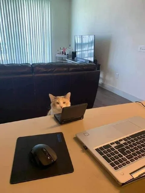 Кот работает за ноутбуком