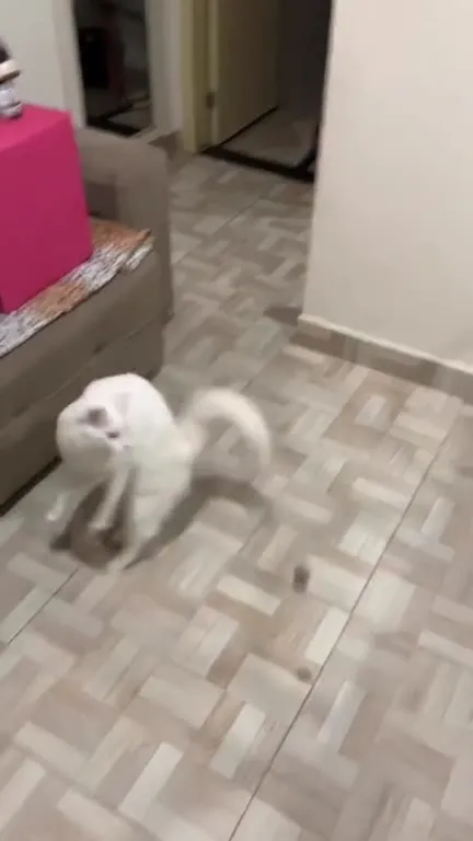 Белый кот охотится на невидимку
