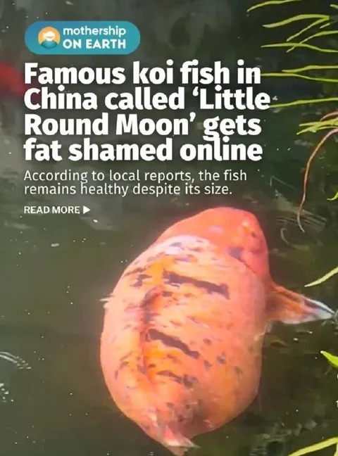 Little Round Moon Fat-Shamed